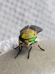 Tabanus nigrovittatus