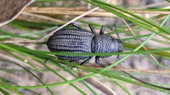 Talaurinus kirbii