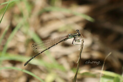 Platycnemis phyllopoda