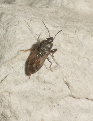 Megalonotus sabulicola