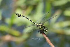 Ictinogomphus pertinax
