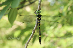 Epophthalmia elegans