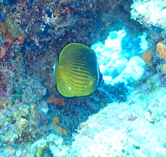 Chaetodon auripes