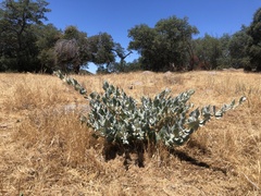 Asclepias californica