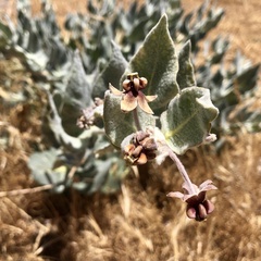 Asclepias californica