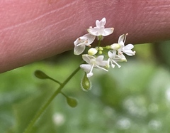 Circaea alpina pacifica