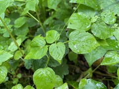 Circaea alpina pacifica