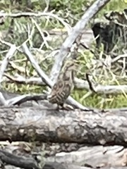 Dendragapus obscurus