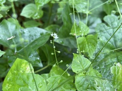 Circaea alpina pacifica