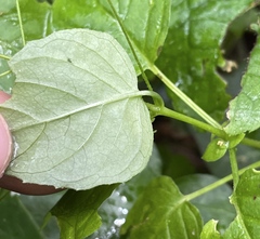 Circaea alpina pacifica