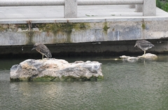 Nycticorax nycticorax