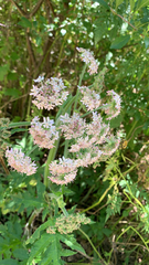 Heracleum sphondylium