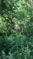 Chamaenerion angustifolium