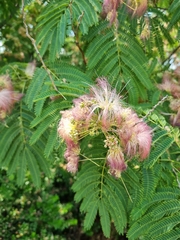 Albizia julibrissin