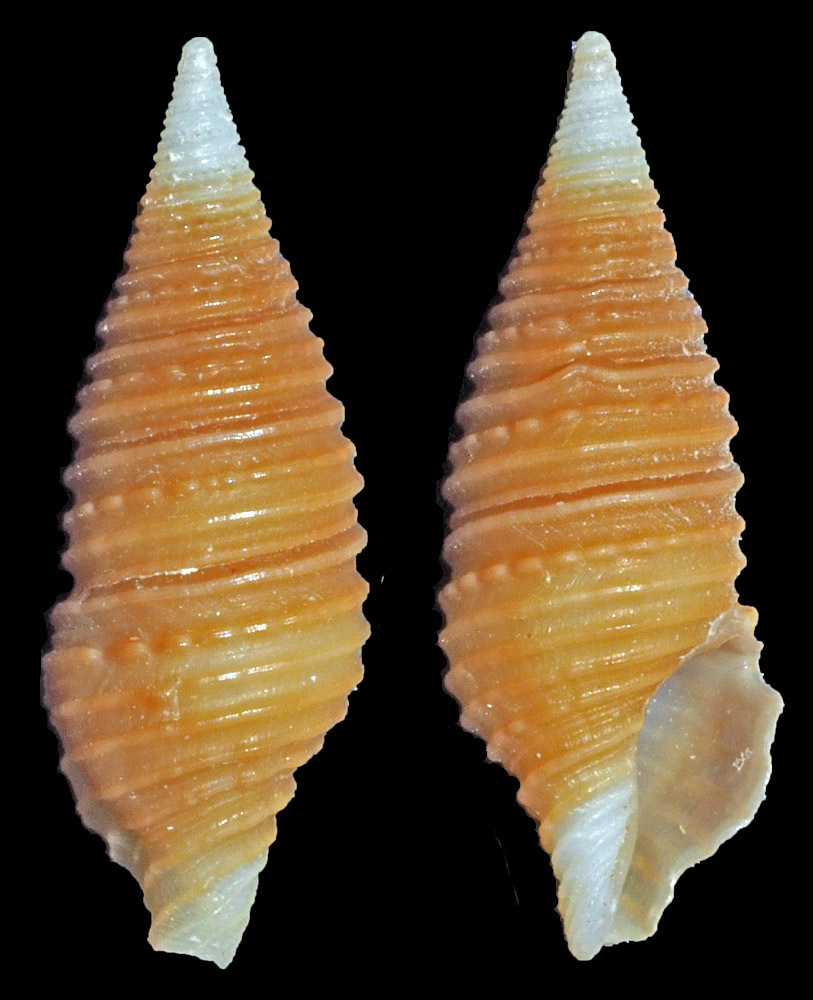 Turridrupa jubata