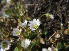 Cerastium nigrescens arcticum