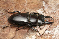 Serrognathus consentaneus