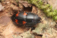 Glischrochilus japonius