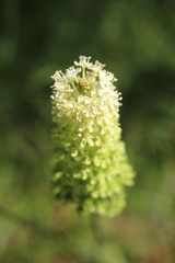 Amianthium