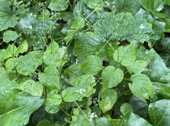 Circaea alpina pacifica