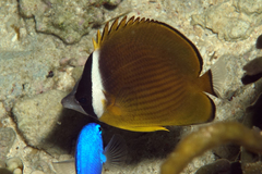 Golden Butterflyfish photo 5
