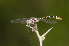 Phyllogomphoides stigmatus