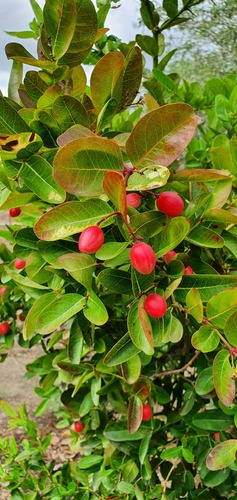 Bengal currant