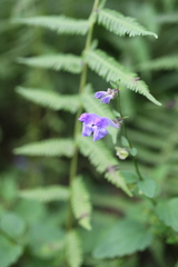 Scutellaria saxatilis