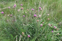Carduus hamulosus