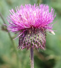Carduus hamulosus