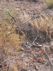 Haemanthus