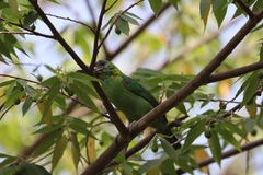 Psilopogon mystacophanos