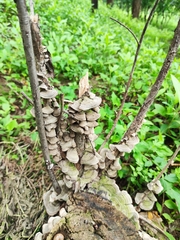 Cerrenaceae