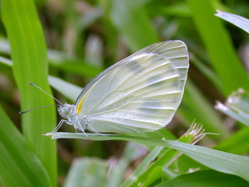 Indian Cabbage White photo 5