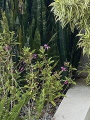 Pseuderanthemum laxiflorum