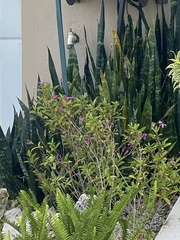 Pseuderanthemum laxiflorum