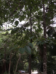 Diospyros virginiana