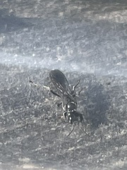 Lyroda