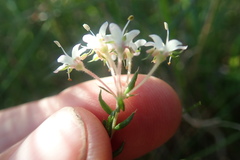 Agathosma acutissima