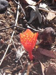 Haemanthus