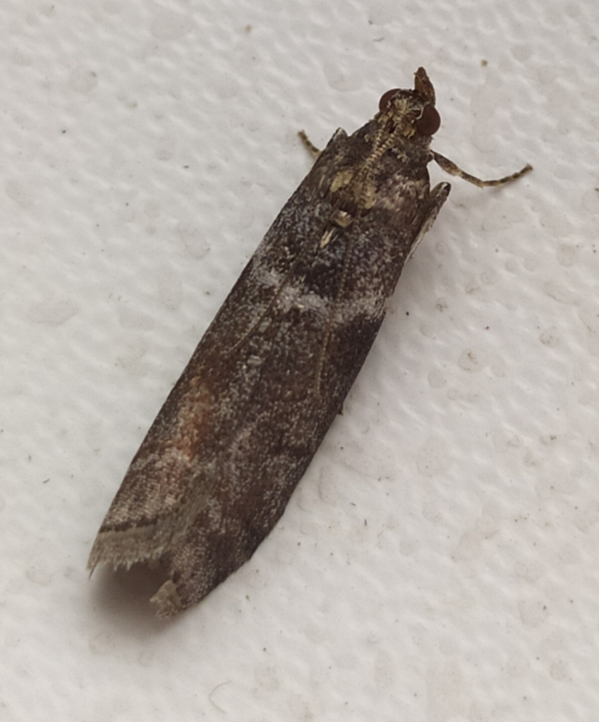 Laodamia faecella