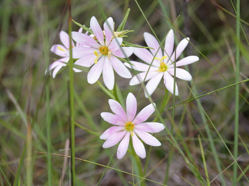 Image of Sabatia gentianoides by (c) Lauren McLaurin, some rights reserved (CC BY)