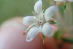 Agathosma acutissima