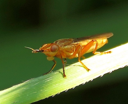 Platycephala planifrons
