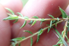 Agathosma acutissima