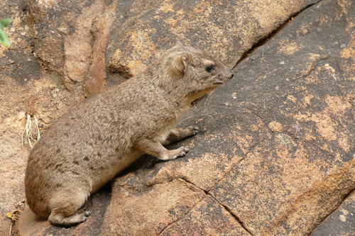 Hyracoidea