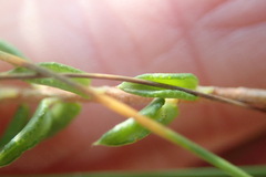 Agathosma acutissima