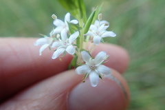 Agathosma acutissima