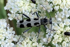 Chlorophorus herbstii