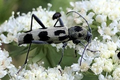 Chlorophorus herbstii